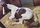 Gypsy Vanner - Horse for Sale in Milton, DE 19968