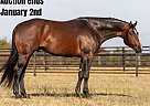 Quarter Horse - Horse for Sale in Weatherford, TX 40501