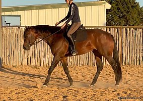Quarter Horse (Quarter Horse, Gelding) in Weatherford, TX