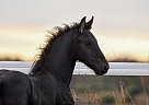 Friesian Stallion for Sale in Big Rapids, Michigan Friesian Stallion for Sale in Big Rapids, Michigan