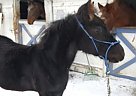 Stunning Quarter Colt Quarter Horse