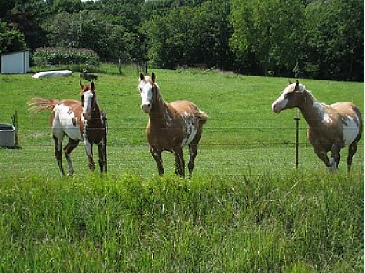 Adorable Inner Mongolian Horses for Sale
