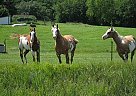Half Arabian - Horse for Sale in Inner Mongolia, Half Arabian - Horse for Sale in Inner Mongolia,