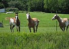 Half Arabian - Horse for Sale in Inner Mongolia,  