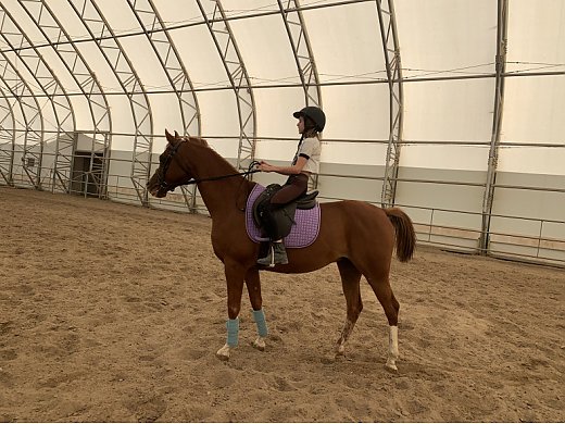 All Around Purebred Arabian