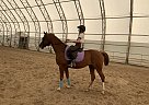 Arabian - Horse for Sale in Holladay, UT 84117 Arabian - Horse for Sale in Holladay, UT 84117