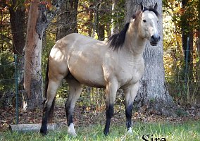 Quarter Horse (Quarter Horse, Stallion) in Monticello, KY