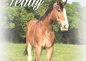 Draft (Percheron, Belgian, Clydesdale, Shire)