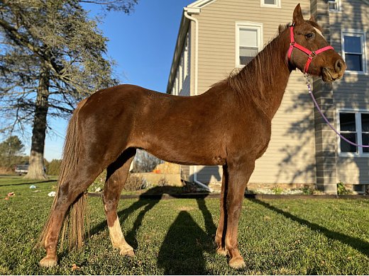 Flashy Riding & Driving Mare