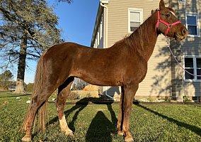 Saddlebred (Saddlebred, Mare) in Lancaster, PA