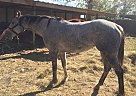 Gray Grey Roan Mare Quarter Hors... Quarter Horse Mare