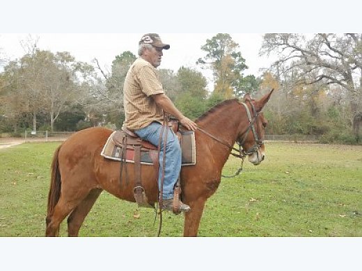 John Mule for Sale