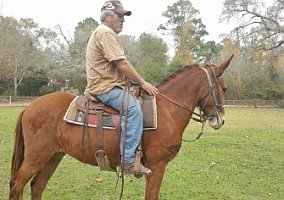 Mule (Mule, Gelding) in Shepherd, TX