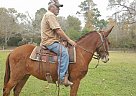 Mule - Horse for Sale in Shepherd, TX 77371