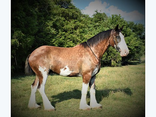 Reg. Clyde Geld Rides & Drives