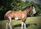 Clydesdale - Horse for Sale in Taneyville, MO 65759