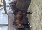 Standardbred - Horse for Sale in Bridgeport, AL 35740 Standardbred - Horse for Sale in Bridgeport, AL 35740