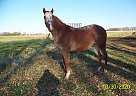 Chance - Gelding in Blooming Prairie, MN Chance - Gelding in Blooming Prairie, MN