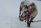 Bling Appaloosa Mare (Peach) Appaloosa Mare