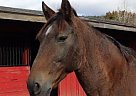 Mustand Mare (Lizzy) Mustang Mare