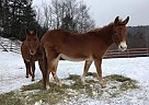 Mini Mules (Thelma & Louise) Mule Mare