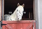 Large Pony Gelding (Domino) Appaloosa Gelding