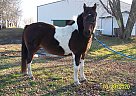 LMS Sparkler - Mare in Blooming Prairie, MN LMS Sparkler - Mare in Blooming Prairie, MN
