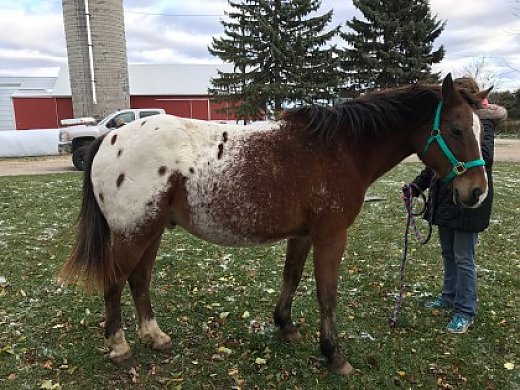 Appaloosa For Sale Or Trade!