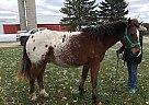 Appaloosa - Horse for Sale in Saint Cloud, WI 53079