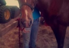 Appaloosa (Appaloosa, Gelding) in Saint Cloud, WI