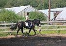 horses for sale in manchester