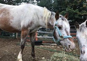 Appaloosa (Appaloosa, Mare) in West Townshend, VT