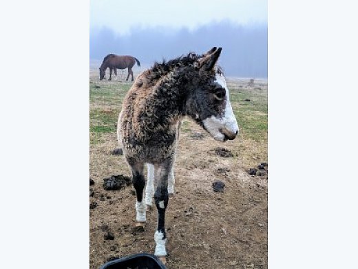Buckskin Bashkir Curly Colt