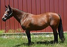 Paint - Horse for Sale in Hartwell, GA 30643