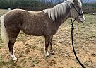 Puddin - Mare in Rydal, GA Puddin - Mare in Rydal, GA