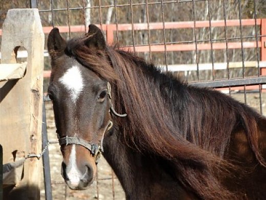 Hackney Pony Mare Olive Hackney Horse For Sale In West Townshend Vt Hackney Pony Mare Olive Hackney Horse For Sale In West Townshend Vt