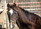 Hackney - Horse for Sale in West Townshend, VT 05359 Hackney - Horse for Sale in West Townshend, VT 05359