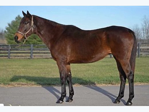 Henny Hughes Broodmare