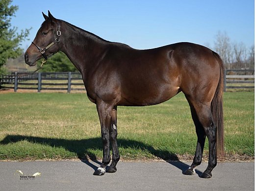 In Foal To Independence Hall