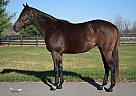 Thoroughbred - Horse for Sale in Georgetown, KY 40324