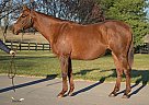 Thoroughbred - Horse for Sale in Georgetown, KY 40324