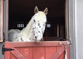 Appaloosa (Appaloosa, Gelding) in West Townshend, VT