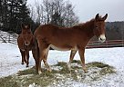 Mule - Horse for Sale in West Townshend, VT 05359