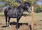Missouri Fox Trotter - Horse for Sale in Kearney, NE 68847-41