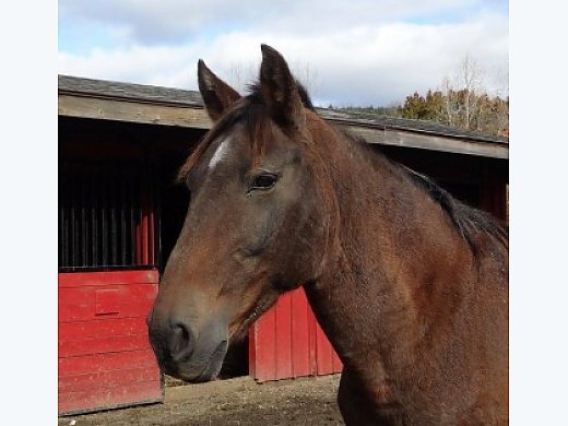 Mustand Mare (Lizzy)