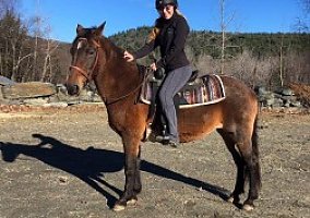 Mustang (Mustang, Mare) in West Townshend, VT
