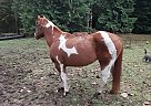 Quarter Horse - Horse for Sale in Monroe, WA 98272