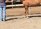 Palomino - Horse for Sale in West Townshend, VT 05359 Palomino - Horse for Sale in West Townshend, VT 05359