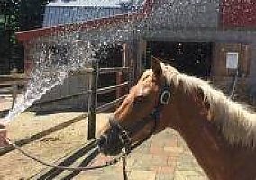 Palomino (Palomino, Mare) in West Townshend, VT
