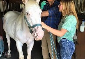 Pony of the Americas (Pony of the Americas, Gelding) in West Townshend, VT